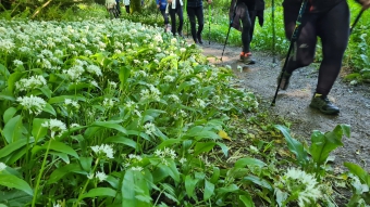 Article ail des ours