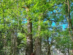 Marches nordiques fleuries d'avril