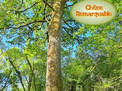 Marches nordiques fleuries d'avril