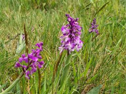 Nordique Printanière