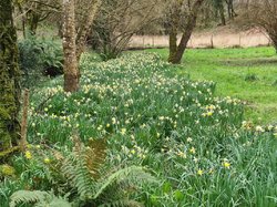 Nordique Printanière