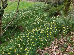 Nordique Printanière