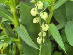 Rando du 1 er mai 2025