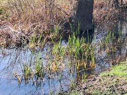 Rando du dim 16 février Taillebourg