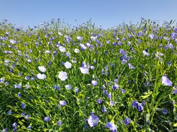 Rando du dimanche 27 avril Asnières La Giraud